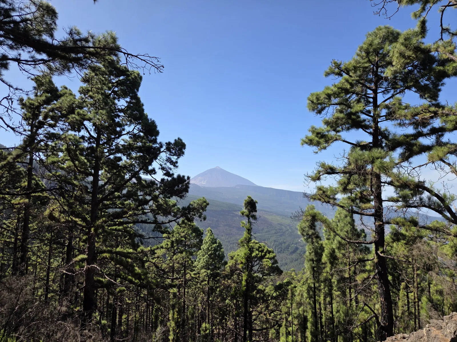 Teide rising beyond forested slopes framed by tall pine trees near La Caldera