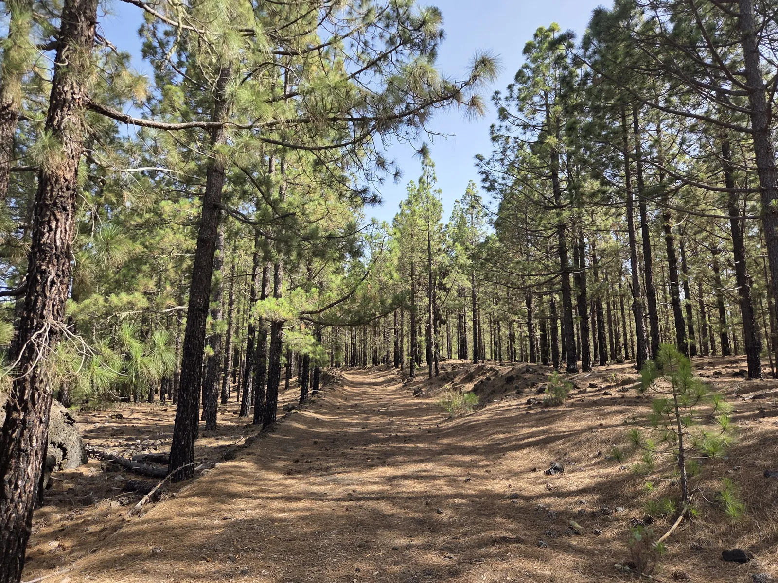 Broad walking path covered with pine needles through the pine forest at Chinyero