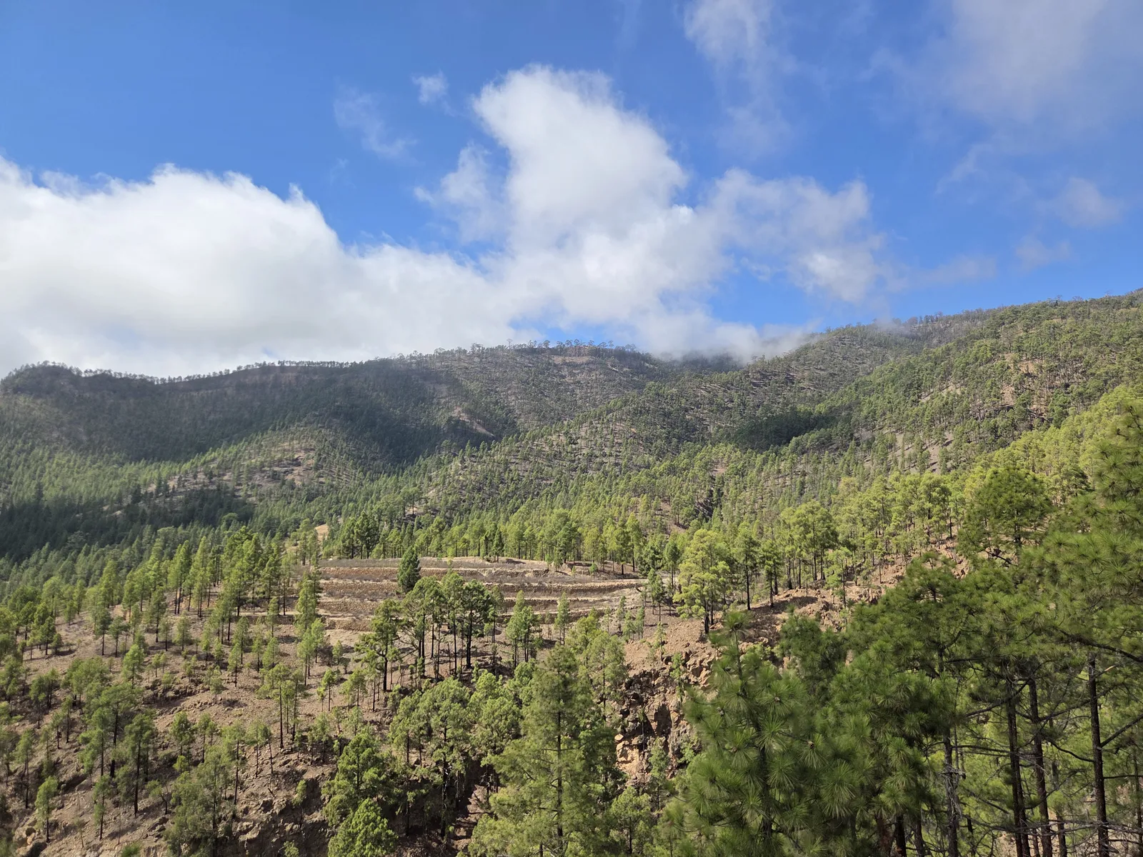 Pine-covered slopes and old agricultural terraces beneath clouds at El Contador