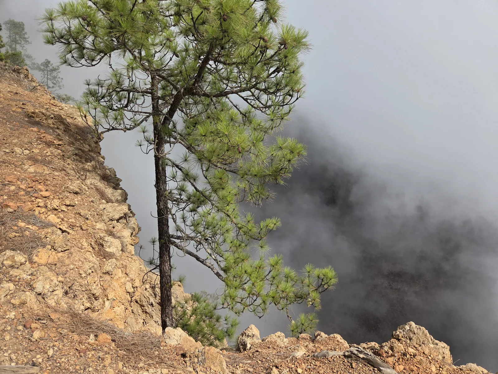Pine tree beside a rocky slope with cloud filling the ravine behind it