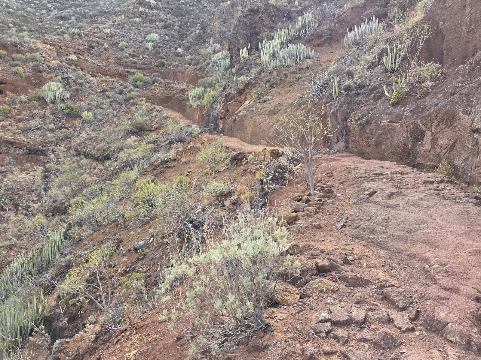 Rocky footpath cut into a volcanic hillside with succulent vegetation on the route to El Semáforo