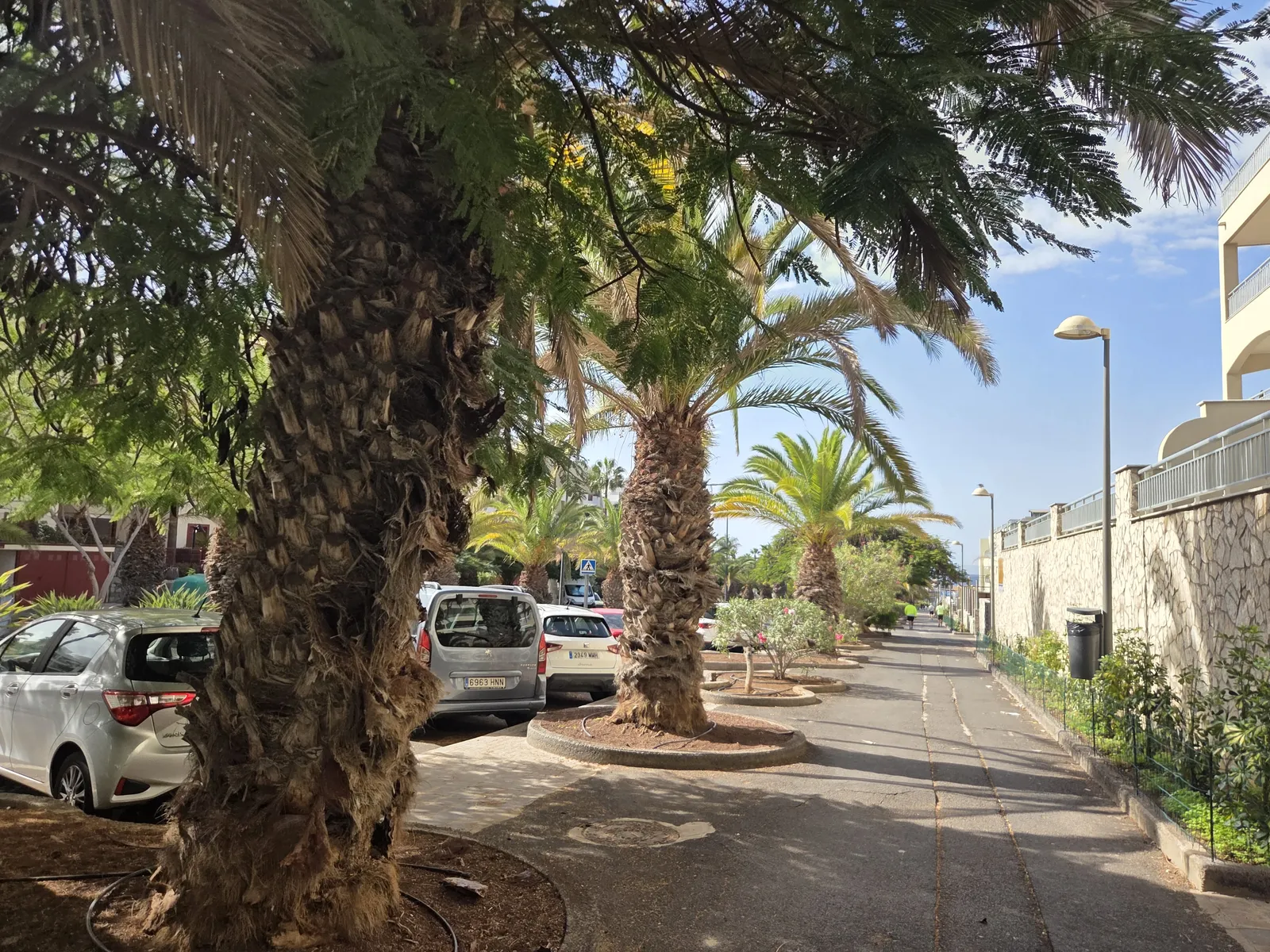 Palm-lined pavement beside parked cars and residential buildings in Palm-Mar