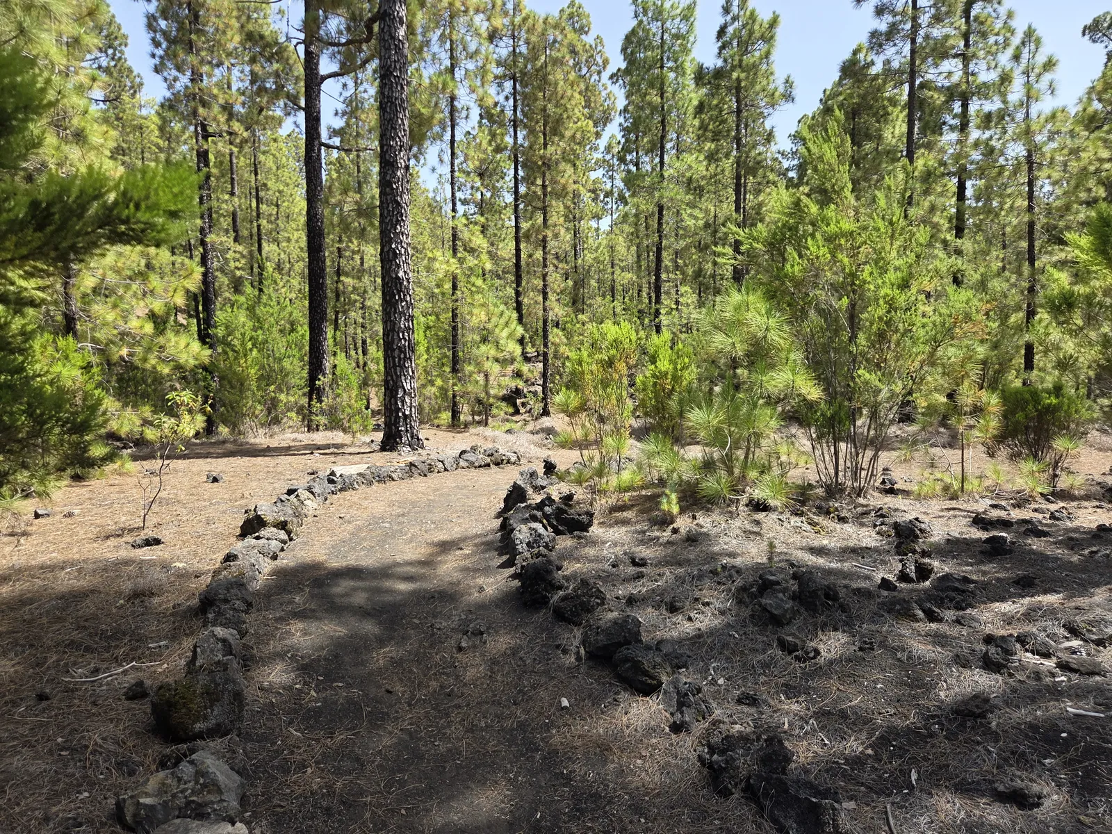 Stone-edged walking path crossing dark volcanic ground between Canarian pine trees