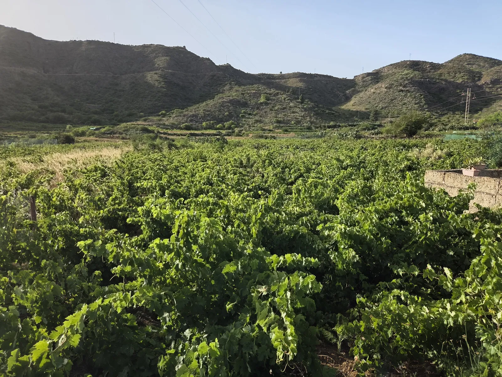 Green grapevines growing beneath rugged mountain slopes in the Santiago del Teide valley
